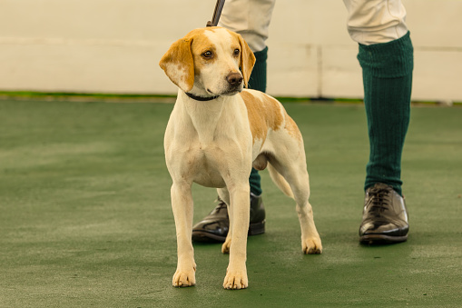 Beagle dog in the show ring at the Great Yorkshire Show, Harrogate in July 2023.  The Lemon and white Beagle is alert and facing front with handler behind.  Horizontal.  Copy space.
