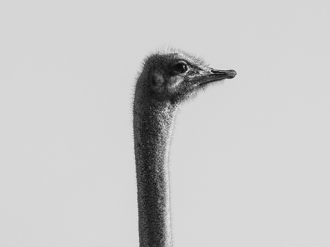 An ostrich stares intently ahead against a plain white background