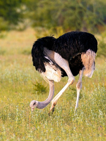 A full-body shot of an adult ostrich walking through a lush, green grassy field