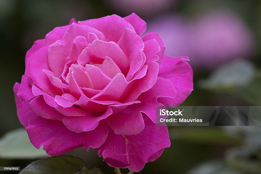 Pink rose - Zbiór zdjęć royalty-free (Bez ludzi)