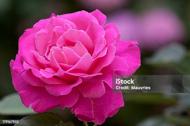 Rosa Rosa - Fotografias de stock e mais imagens de Amor - Amor, Beleza natural, Cartão do Dia dos Namorados