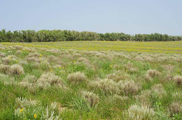 The grasses and sunflowers of the plains of Eastern Colorado hide the horrible history of the Sand Creek Massacre National Historic Site.  It was in these cottonwood trees that over 150 Cheyenne and Arapaho Indians were killed without provocation by Colonel John Chivington and two regiments of soldiers on the morning of November 29, 1864.  The tribes under Black Kettle and White Antelope, had signed a treaty committing to live in peace, but Chivington was looking for political gain and took it upon himself to instigate a massacre of unassuming men, women and children.The massacre site was kept secret for years and was not identified publically until 1999.  In 2007 the Sand Creek Massacre National Historic Site was established outside of Eads, Colorado.