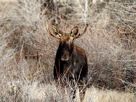 Shiras' Bull Moose in East Central Idaho.