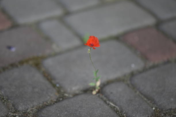 istock Small poppy flower 1791686252