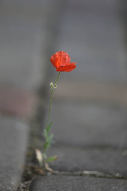 istock Small poppy flower 1791686768