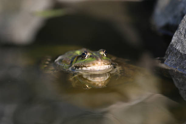 Green frog in the garden