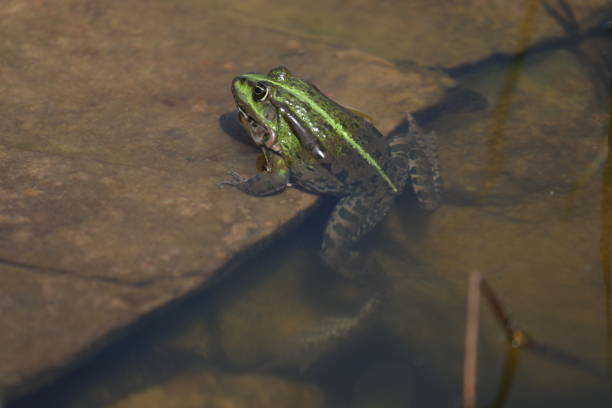 istock Green frog in the garden 1791688388