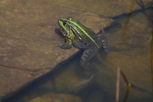 Green frog rests on a leaf of water lily in a pond