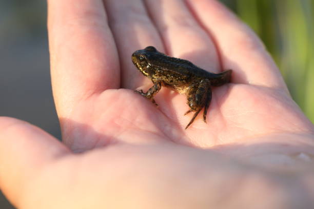 istock Green frog in the garden 1791688393