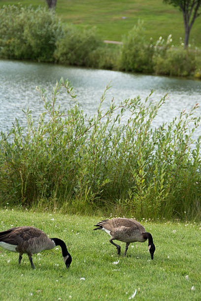 istock Vertical of two Canada Geese grazing in grass. 179168991