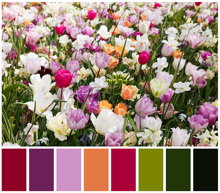 Many beautiful different flowers and color palette. Collage