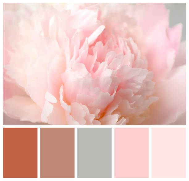 istock Beautiful pink peony and color palette. Collage 1791690557