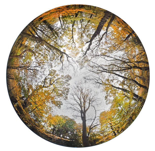 Looking up into the canopy of a forest glade in autumn colours with a 360 degree fish eye lens