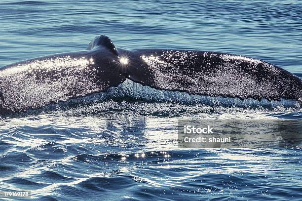 Mergulho Baleiadebossas - Fotografias de stock e mais imagens de Abaixo - Abaixo, Animal, Animal selvagem