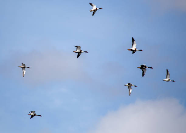 istock Shelduck (Tadorna tadorna) spotted outdoors 1791692203
