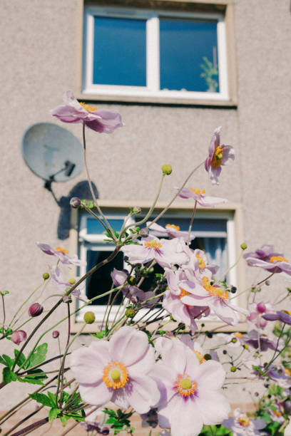 istock Pink flowers in front of apartment complex 1791692208