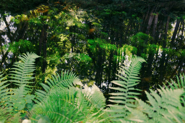 Trees reflecting on the water