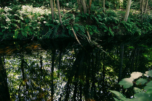 Greenery in Inverness park by the water