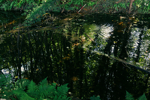 Greenery in Inverness park by the water