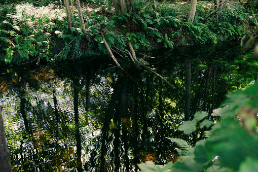 Beauty in nature at one of the lakes in the Tiergarten public park in Berlin, Germany on a sunny summer day.