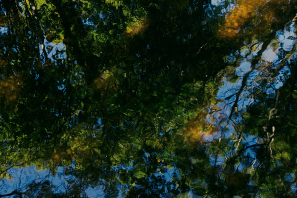 istock Greenery and moss in Ness Islands park by the water 1791694979