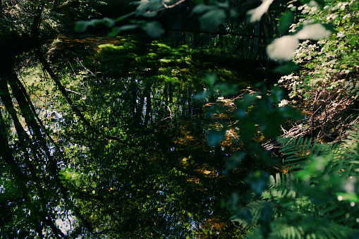 Green pond surface