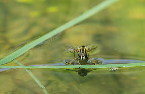 Great Swamp Floating Fly Nature - Free photo on Pixabay