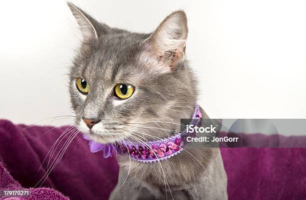 Gattino Grigio Di Colore Viola Asciugamano Con Fantasia Collo - Fotografie stock e altre immagini di Animale