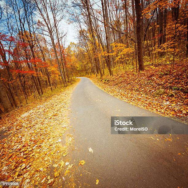 Estrada De País No Outono Floresta - Fotografias de stock e mais imagens de Alfalto - Alfalto, Amarelo, Ao Ar Livre