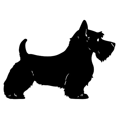 Scottish Terrier side body Silhouette with details