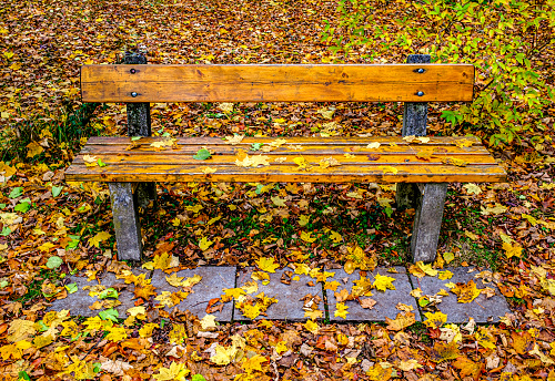green wooden bench among trees and fallen leaves.
