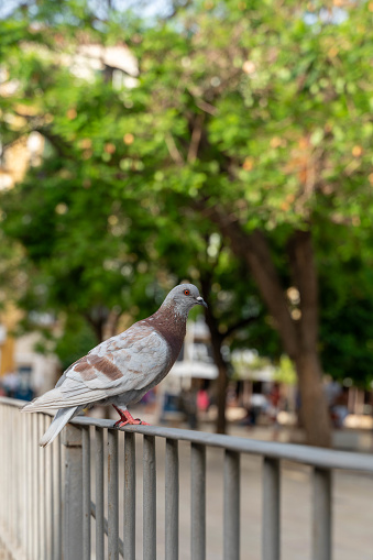 Pigeons, bird, colors