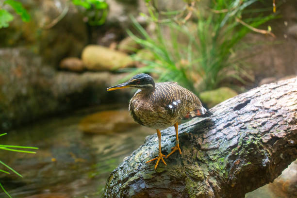 istock Sunbittern (Eurypyga helias) in Natural Splendor 1791717327
