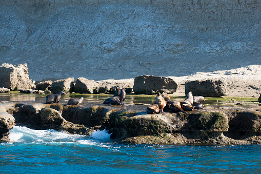 South American  Sea Lion , \nPeninsula Valdes ,Chubut,Patagonia, Argentina
