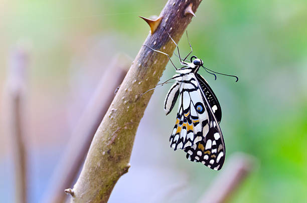 istock Butterfly hold on branch 179172610