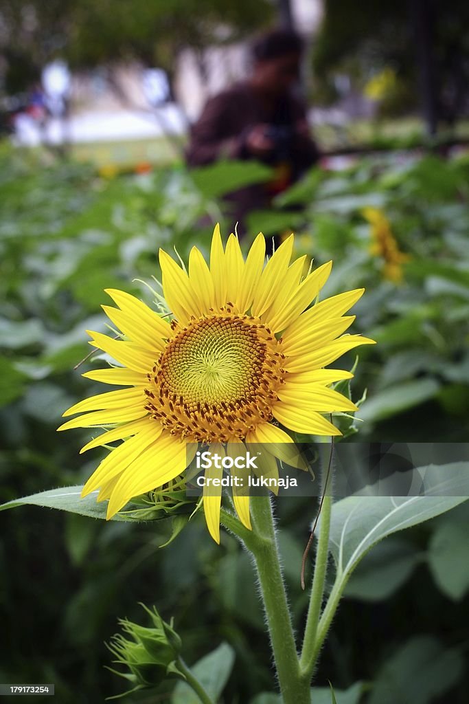 Sonne Blumen - Lizenzfrei Bildhintergrund Stock-Foto