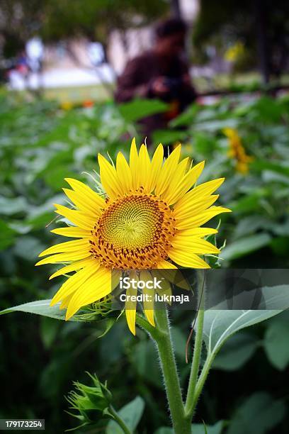 Foto de Flores De Sol e mais fotos de stock de Agricultura - Agricultura, Amarelo, Botânica - Assunto