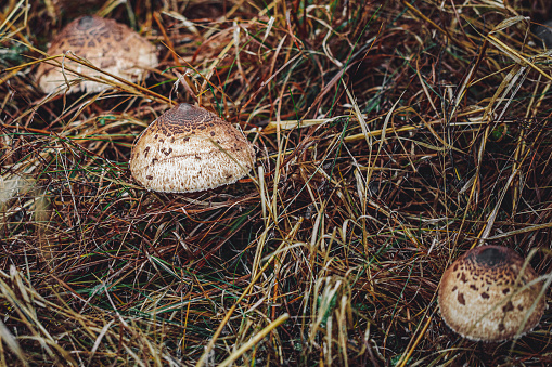 mushroom parasol on grass mushrooms, Macrolepiota mastoidea in green meadow