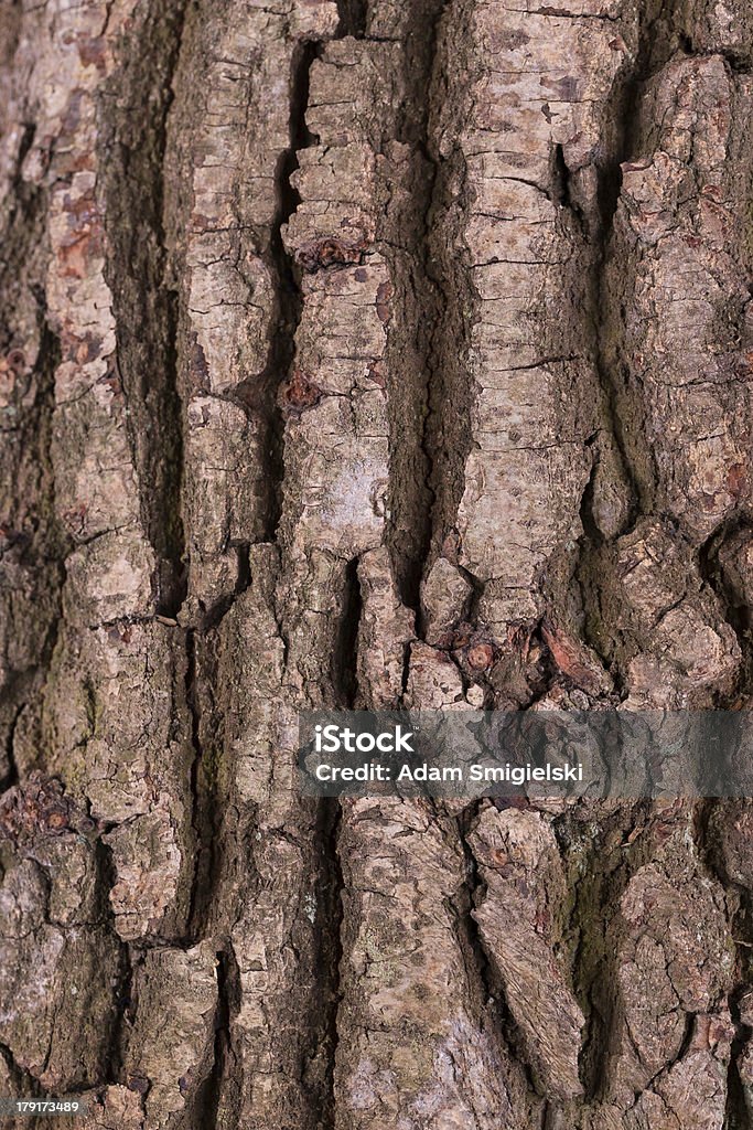 bark wood bark background Abstract Stock Photo