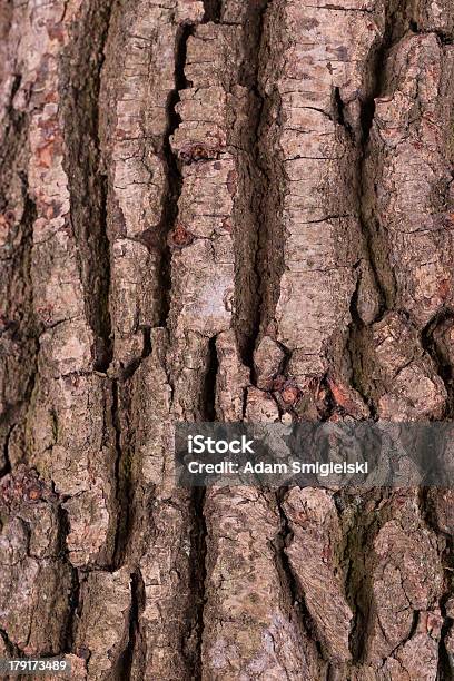 Bark Stock Photo - Download Image Now - Abstract, Aging Process, Autumn