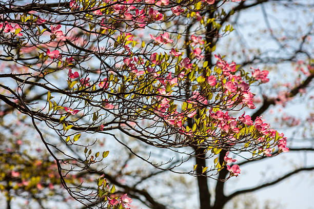 istock Pink Dogwood in Bloom 179173597