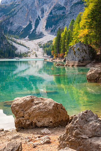 Stunning view of turquoise colored lake Braies (Pragser Wildsee) in Italy's Dolomite mountains in autumn.