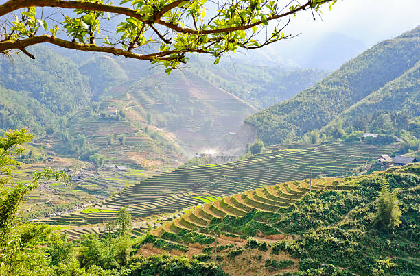 istock Sapa rice terraced fields, Vietnam 179173997