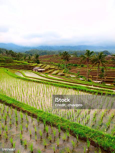 Arroz Verde Terraces - Fotografias de stock e mais imagens de Agricultura - Agricultura, Ajardinado, Ao Ar Livre