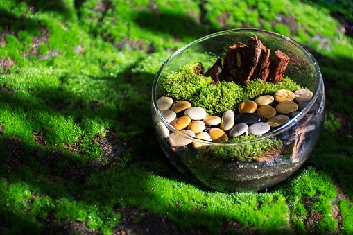 A shallow bowl filled with small rocks and a layer of lush green moss is positioned on the ground outdoors