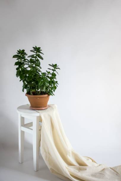 istock a potted plant on top of a table with a blanket 1791746578