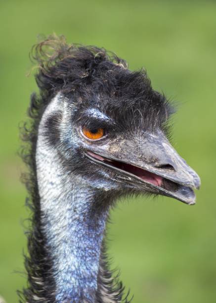 Witness the elegance of the Dromaius novaehollandiae, the emu, as it roams freely in its natural landscape. Native to Australia, this flightless bird embodies the unique charm of the outback in this captivating stock photo.