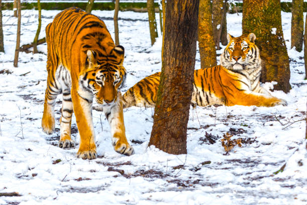 istock Siberian tiger in a snow covered area 1791759064