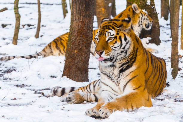 istock Siberian tiger in a snow covered area 1791759598
