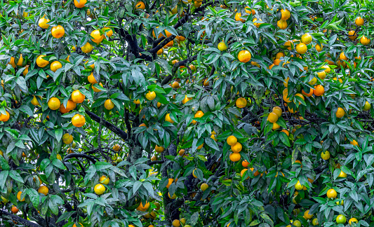 A large orange tree with many oranges.